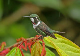 White-bellied Woodstar