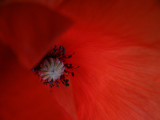 Coquelicot rouge