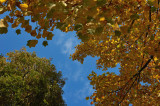 DSC_6290.jpg