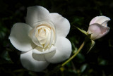 Angel of the White Rose