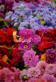 Flowers at the Farmers Market