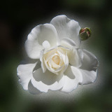 DSF_4800.jpg