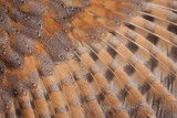 Barn owl - Kerkuil - Tyto alba
