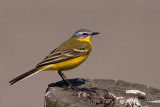 Blue-headed Wagtail - Gele kwikstaart - Motacilla flava