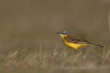 Blue-headed Wagtail - Gele kwikstaart - Motacilla flava