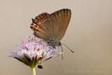 Sloe Hairstreak - Kleine Sleedoornpage - Satyrium acaciae