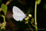 Boomblauwtje0168b.jpg