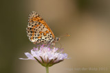 Spotted Fritillary - Tweekleurig parelmoervlinder - Melitaea didyma