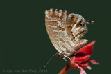 Geranium Bronze - Geraniumblauwtje - Cacyreus marshalli