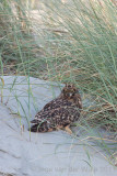 Short-eard Owl - Velduil - Asio flammeus