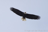 Bald7556-2.jpg