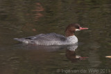 Zaagbek9446.jpg