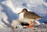 Redshank - Tureluur - Tringa totanus