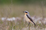 Wheater - Tapuit - Oenanthe oenanthe