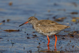 Redshank - Tringa totanus