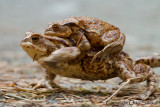 European Toad - Bufo bufo