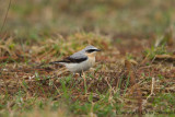 Northern Wheatear - Oenanthe oenanthe