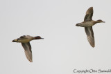 Eurasian Teal - Anas crecca