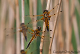 Four-spotted Chaser - Libellula quadrimaculata