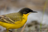 Yellow Wagtail - Motacilla flava