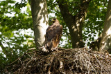 White-tailed Eagle - Haliaeetus albicilla