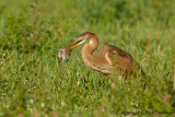 Purple Heron - Ardea purpurea