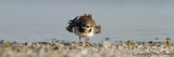 Ringed Plover - Charadrius hiaticula