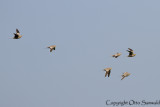 Chestnut-bellied Sandgrouse - Pterocles exustus