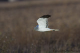 Hen Harrier - Circus cyaneus