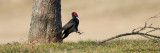 Black Woodpecker - Dryocopus martius