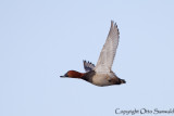 Pochard - Aythya ferina