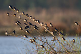 Barn Swallow - Hirundo rustica