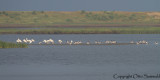 Eurasian Spoonbill & Common Shelduck - Platalea leucorodia & Tadorna tadorna