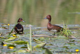 Ferruginous Duck - Aythya nyroca