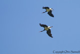 Black Stork - Ciconia nigra