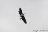 Black Stork - Ciconia nigra