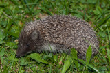 Eastern Hedgehog - Erinaceus concolor