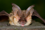 Brown Long-eared Bat - Plecotus auritus