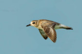 sanderling-flies-left-web.jpg