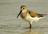 semipalmated-sandpiper-web.jpg