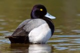 scaup-drake-on-shoreline-web.jpg