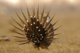 Greater Sage Grouse