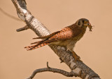 female, American Kestrel with grasshopper