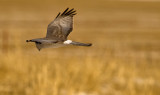 Hunting over the grassland