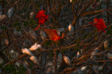 20110206-DSC_2247.jpg