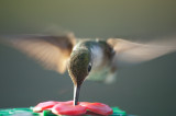 Ruby Throat Hummingbird 2
