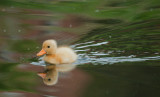 Yellow Duckling