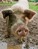 Pigs in Mud