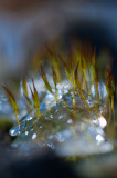 Feb 11 - Mossy Ice