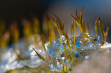 A study of moss in macro